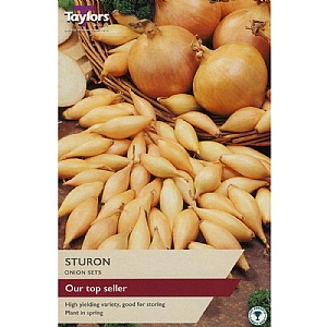 Onion Set Sturon