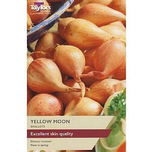 Shallot Yellow Moon (12 Sets)