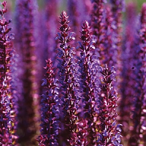 Salvia East Friesland - 2ltr