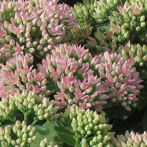Sedum Autumn Joy - 2L Pot