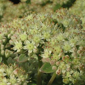 Sedum Gooseberry Fool - 2L Pot