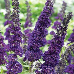 Buddleja Black Knight 3L