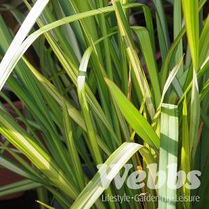 Phormium Apricot Queen 3L