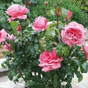 Special Anniversary Floribunda Rose -  3 Ltr Pot