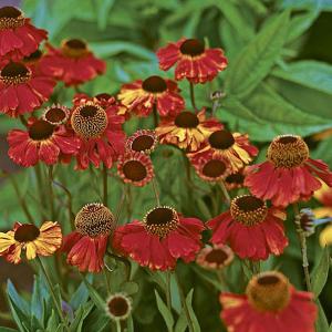 Helenium Sahins Early Flowerer - 2L Pot