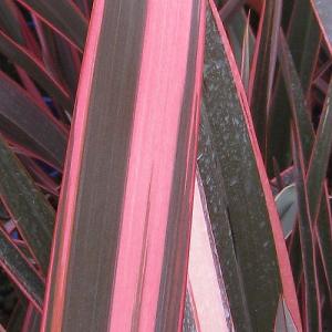 Phormium 'Rainbow Queen'