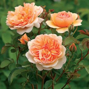 Port Sunlight Shrub Rose 6L