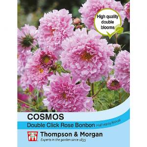 Thompson & Morgan Cosmos Double Click Rose Bonbon