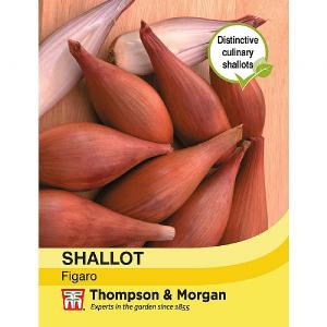 Thompson & Morgan Shallot Figaro