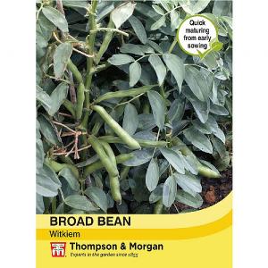 Thompson & Morgan Broad Bean Witkiem Seeds