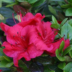 Azalea Johanna - 8 Ltr Pot