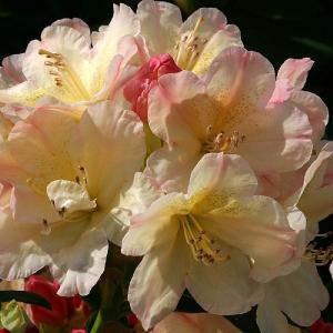 Rhododendron Percy Wiseman - 3L Pot