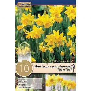 Narcissus cyclamineous Tete a Tete (10 Bulbs)
