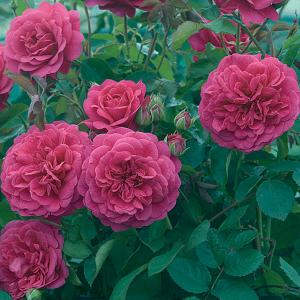 Sir John Betjeman Shrub Rose 6L
