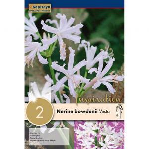 Nerine Bowdenii Stephani (Pack of 2)