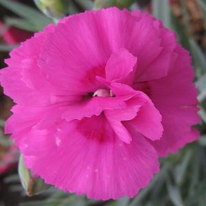 Dianthus Slap n Tickle - 1.5L Pot