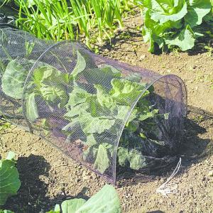 Grow Tunnel with Net Cover