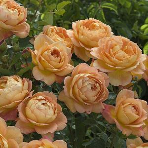 Lady of Shalott Shrub Rose 6L