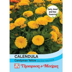 Thompson & Morgan Calendula Candyman Yellow