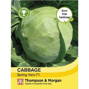 Thompson & Morgan Cabbage Spring Hero F1 Hybrid