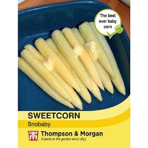 Thompson & Morgan Sweetcorn Snobaby