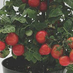Tomato Sweet 'n' Neat Cherry Red