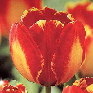 Tulip Darwin Hybrid Banja Luka - (10 Bulbs)