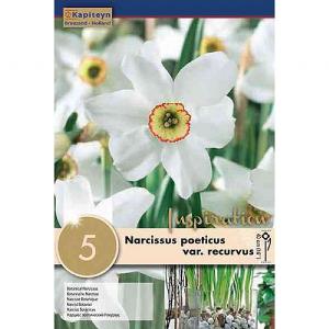 Narcissus poeticus var. Recurvus (5 Bulbs)