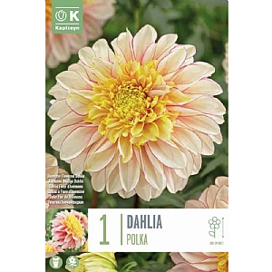 Dahlia Polka - 1  tuber Pack