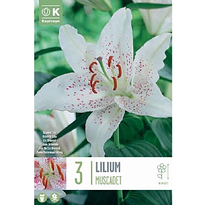Lilium Muscadet  (Pack of 3)