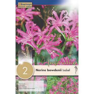Nerine bowdenii Isabel (Pack of 2)