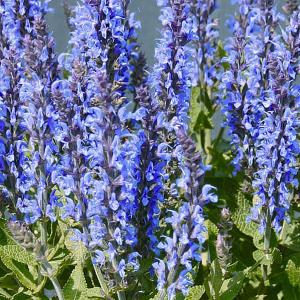 Salvia Sensation Sky Blue - 1.5L Pot