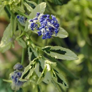 Ceanothus 'Lemon and Lime'