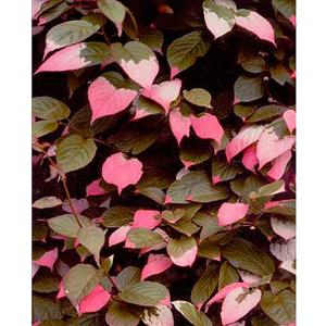 Actinidia kolomikta - 3 ltr deep pot, 3ft cane