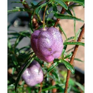Billardiera longiflora - 3 ltr deep pot, 3ft cane