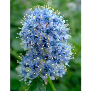 Ceanothus thyrsiflorus Repens - 3 ltr pot