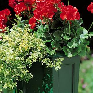 Regency Square Planter Green 40cm