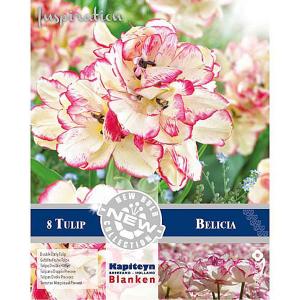 Tulip Double Multi-Headed Belicia - (8 Bulbs)