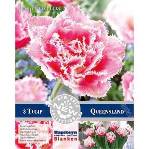 Tulip Double Crispa Queensland - (8 Bulbs)