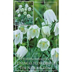 Fritillaria meleagris alba (6 Bulbs)