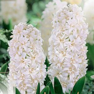 Hyacinth Double Snow Crystal - (4 Bulbs)