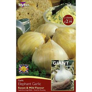 Elephant Garlic (2 Cloves)