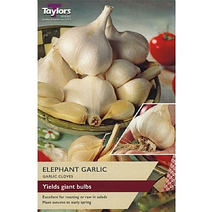Elephant Garlic (2 Cloves)