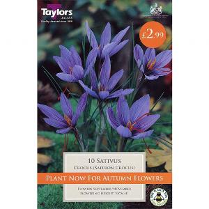 Crocus Sativus (8 Bulbs)