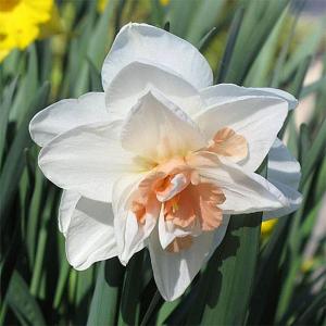 Narcissus (Daffodil) Delnashaugh - 5 Bulbs