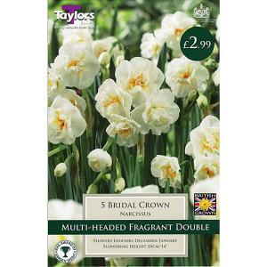 Narcissus 'Bridal Crown' (5 Bulbs)