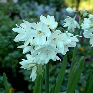 Narcissus (Daffodil) Paperwhite Grandiflora - 5 Bulbs