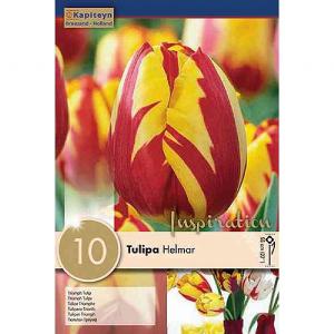 Tulip Helmar (10 Bulbs)