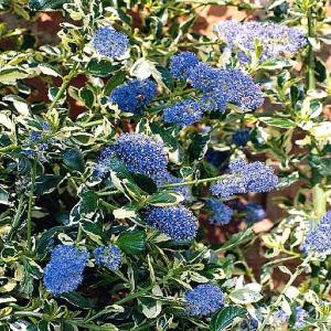 Ceanothus 'Silver Surprise' (Californian Lilac)