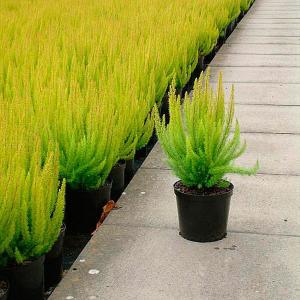 Erica arborescens 'Albert's Gold'